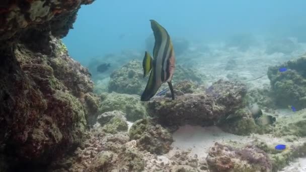 Σκληρός Κοραλλιογενής Ύφαλος Teira Batfish Και Ομάδα Μικρών Τροπικών Θαλάσσιων — Αρχείο Βίντεο