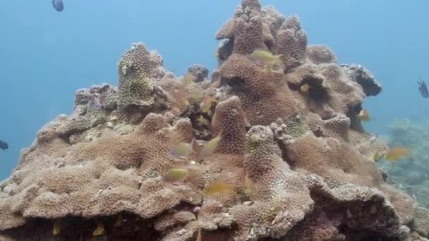 五彩斑斓的珊瑚礁鱼在群山群星珊瑚的海底游来游去 — 图库视频影像