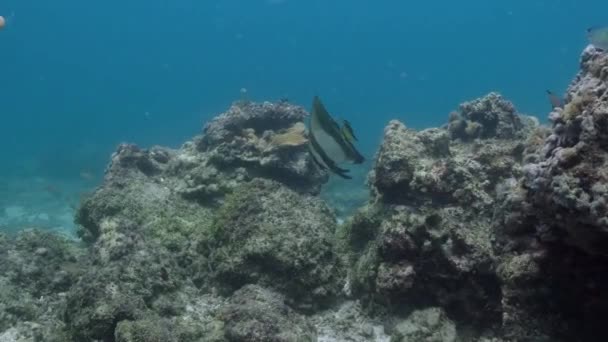 长鳍贝类 Platax Teira 在蓝色的海洋中游泳 海洋生物 — 图库视频影像