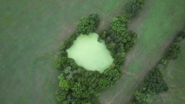 Ascensão Aérea Directamente Acima Pequena Lagoa Coberta Algas Rodeadas Árvores — Vídeo de Stock