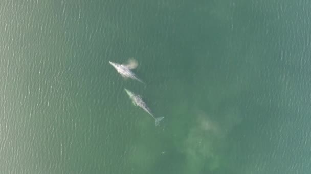 Schöne Luftaufnahme Über Zwei Grauwale Baja California Ocean — Stockvideo