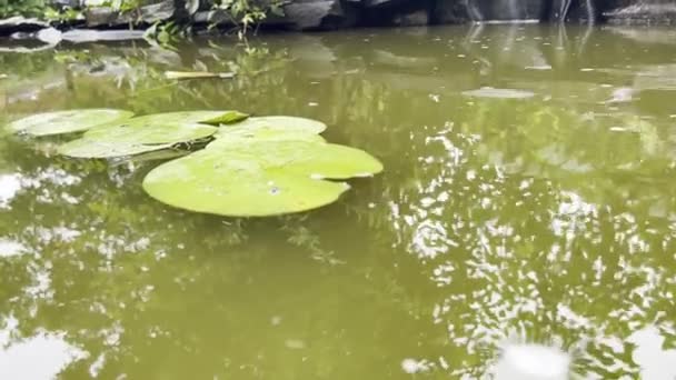 百合垫在小后院池 — 图库视频影像