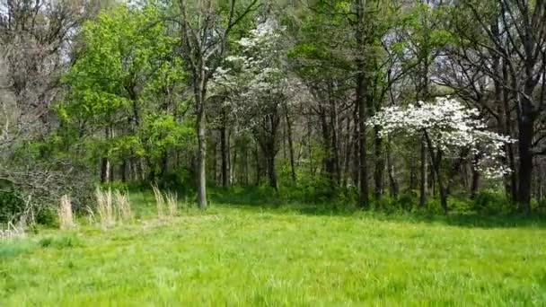 Campos Verdantes Campo Arkansas Eua Retirada — Vídeo de Stock