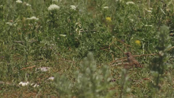 Serçe Kuş Yeşil Tarlalarda Dinleniyor Sabit Çekim — Stok video
