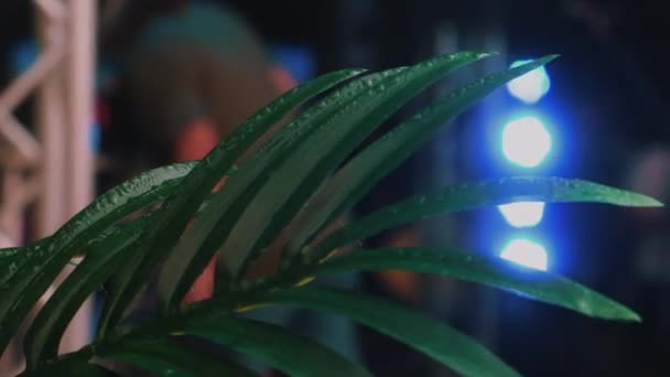 Une Feuille Palmier Tropicale Couverte Pluie Devant Éclairage Scène Cadre — Video