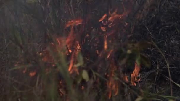 Divoké Požáry Amazonském Deštném Pralese Jsou Způsobeny Suchem Změnou Klimatu — Stock video