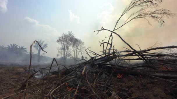 Een Wildvuur Woedt Door Het Amazone Regenwoud Laat Smeulende Struiken — Stockvideo