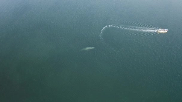 Boot Pazifischen Ozean Bricht Grauwal Aus Der Luft — Stockvideo