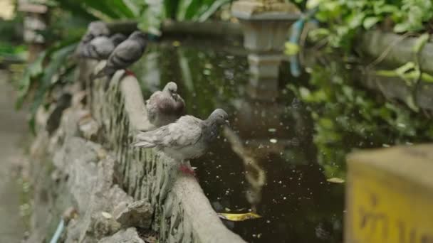 Close View Pigeons Moving Artificial Pool Temple Thailand — Stock Video