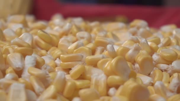 Maize Corn Has Become Staple Food Many Parts World — Stock Video