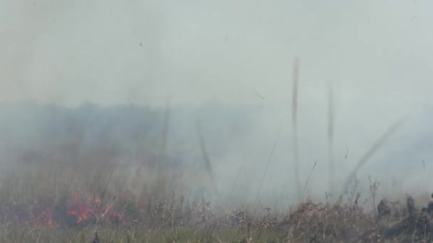 Fumaça Chama Mato Floresta Amazônica — Vídeo de Stock