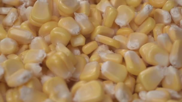 Maize Corn Has Become Staple Food Many Parts World — Stock Video