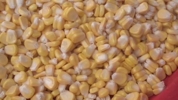 Kukuřice Nebo Kukuřice Stala Základní Potravou Mnoha Částech Světa — Stock video