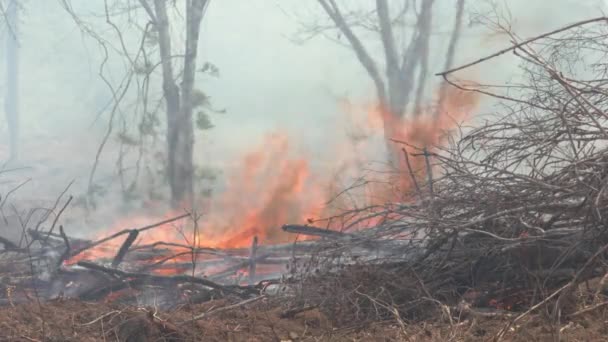 Пламя Лесного Пожара Сжигает Подлески Тропических Лесах Амазонки — стоковое видео