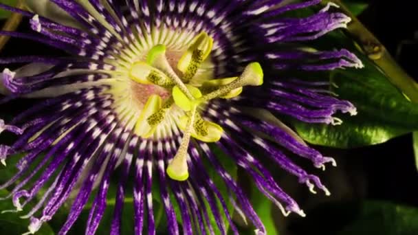 Szenvedélyes Virág Virágzik Élénk Szín Részlet Időeltolódás Közeli Makró — Stock videók