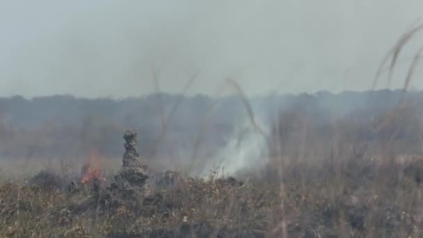 Άγριες Πυρκαγιές Στη Βραζιλία Που Προκαλούνται Από Την Αποψίλωση Των — Αρχείο Βίντεο