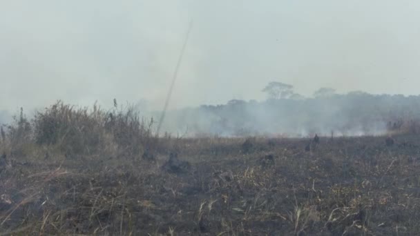 Wall Flame Heading Amazon Rainforest Habitat Destroyed Wildfires — Stock Video