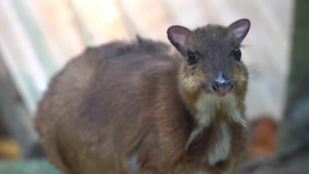 Smallest Hoofed Mammal Cute Lesser Mouse Deer Tragulus Kanchil Pregnant — Stock Video