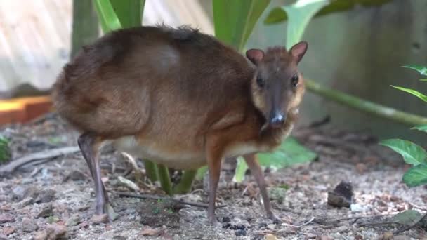 Curious Pregnant Mother Lesser Mouse Deer Tragulus Kanchil Looking Camera — Stock Video