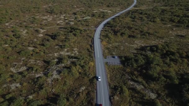 Medelmåttig Islands Makro Skogsvy — Stockvideo