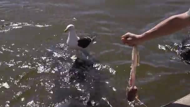 Möwe Steht Über Einem Seelöwen Während Ein Fischer Ein Stück — Stockvideo