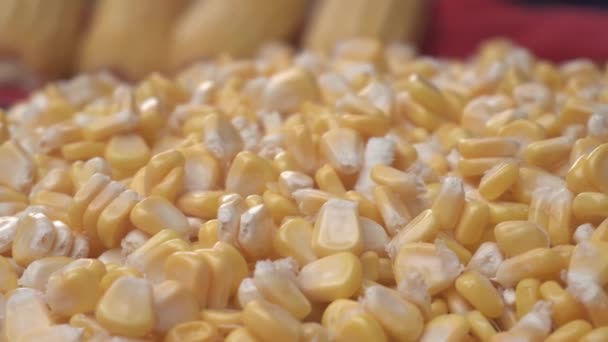 Kukurydza Lub Kukurydza Stała Się Podstawą Żywności Wielu Częściach Świata — Wideo stockowe