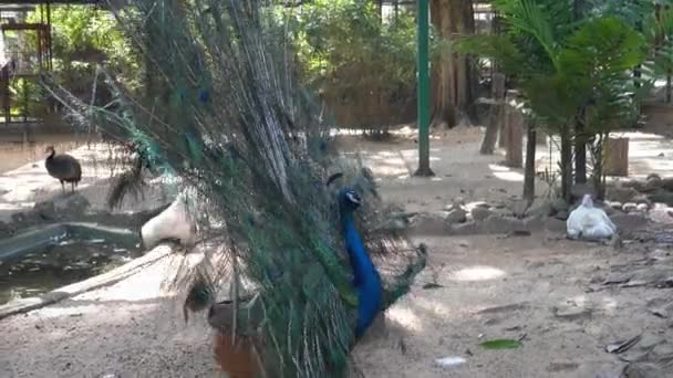 在野生动物保护区公园里 异国情调而优雅的雄性印度山雀 狗仔队的鸣叫 炫耀它的尾巴 脱落它的羽毛 转身扭动它的尾巴 — 图库视频影像
