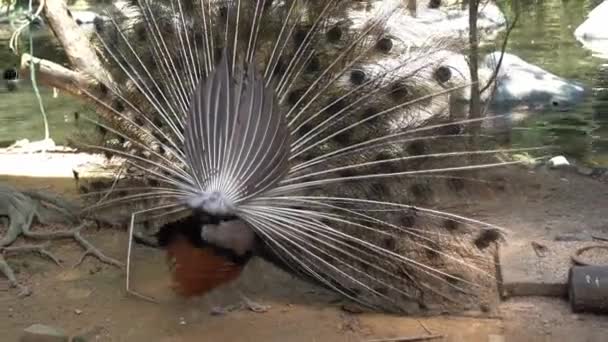 Cola Ondeando Exótico Elegante Macho Peafowl Indio Pavo Cristatus Haciendo — Vídeo de stock