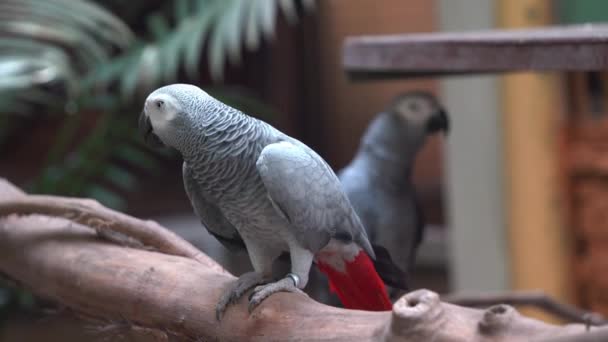 Afrika Gri Papağanı Ahşap Kütüğe Tünemiş Psittacus Erithacus Mutlu Bir — Stok video