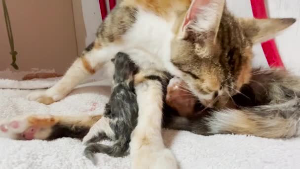 Cat Menjilat Bayi Kucing Yang Baru Lahir Yang Masih Basah — Stok Video