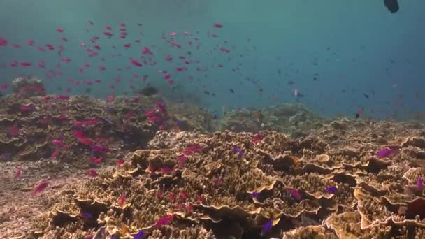 Färgglada Tropiska Korallrev Med Lila Revfiskar Och Hårda Koraller — Stockvideo