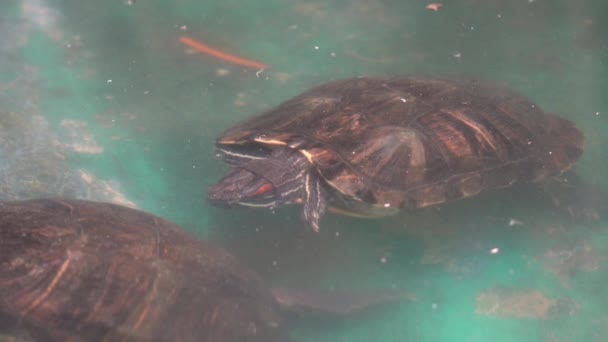Invasive Rotohrschildkröte Oder Rotohr Wasserschildkröte Trachemys Scripta Elegans Schwimmt Über — Stockvideo