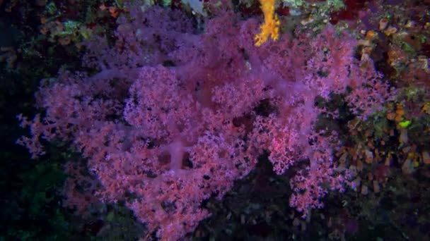 Deriva Alrededor Coral Suave Púrpura Arrecife Coral Tropical — Vídeo de stock