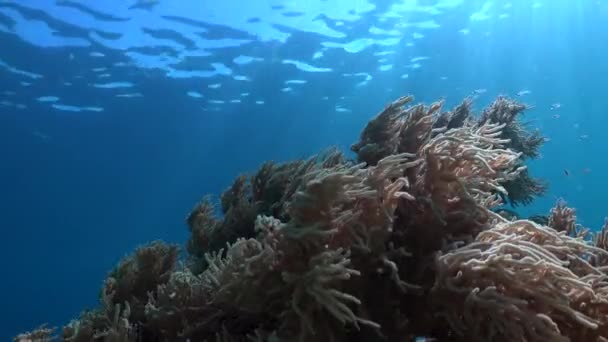 Coral Suave Balanceándose Suave Corriente Rayos Sol Brillando Través Superficie — Vídeo de stock