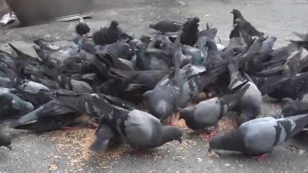 鳩はコルカタの路上で食べ物を食べる — ストック動画