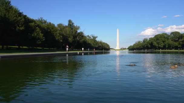 Close Ducks Swimming Reflective Pool Ground Level View Washington Monument — Stock Video