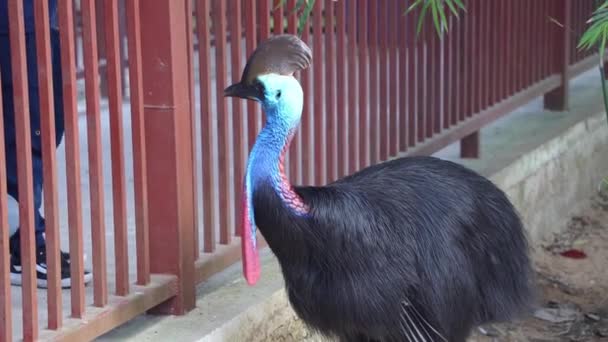 Wildlife Handheld Motion Close Shot Flightless Curious Southern Cassowary Casuarius — Stock Video