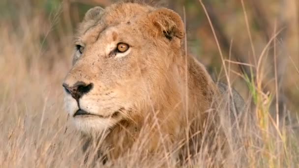 Gros Plan Moyen Visage Jeune Lion Mâle Dans Herbe Longue — Video