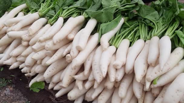 Lobak Putih Untuk Dijual Pasar Petani India Raphanus Sativus Var — Stok Video