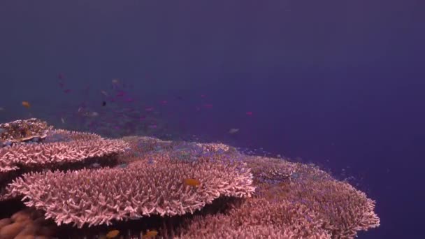 Big Table Corals Reef Fishes Blue Ocean Backdrop — Stock Video