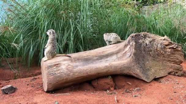 木の上で二匹のミーアキャットのワイドショット 敵のための時計の左側のMeerkat 晴れた日に動物園で手持ち撮影 — ストック動画