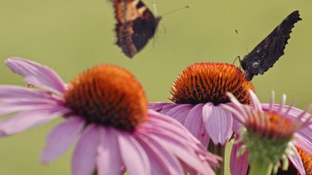 Маленькие Черепаховые Бабочки Пьют Нектар Эхинацеи Пурпуреа Макро Крупный План — стоковое видео