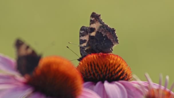 Lila Sonnenhut Feld Mit Sitzenden Kleinen Schildkrötenschmetterlingen Selektiver Fokusschuss — Stockvideo