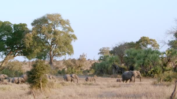 Brede Opname Van Een Grote Kudde Afrikaanse Olifanten Die Slow — Stockvideo