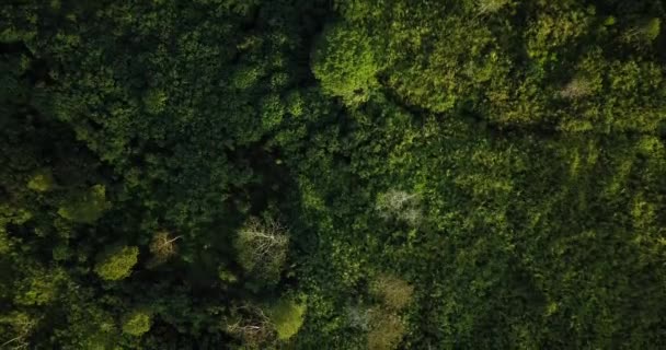 Cima Para Baixo Tiro Declive Vegetado Vulcão Indonésia Enquanto Luz — Vídeo de Stock