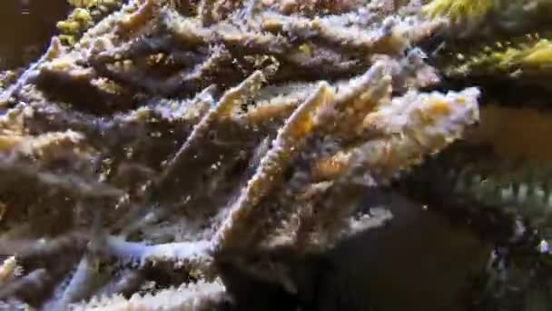 Foto Ravvicinata Alcune Piante Marine Appuntite Che Muovono Nel Flusso — Video Stock