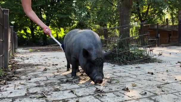 Wide Shot Pot Bellied Pig Getting Brushed Woman Pig Enjoying — Stock Video