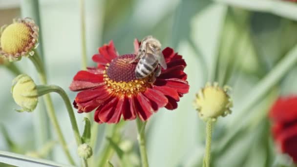 Bir Arının Çiçeği Döllediği Sonra Uçup Gittiği Görüntüyü Kapat Doğanın — Stok video