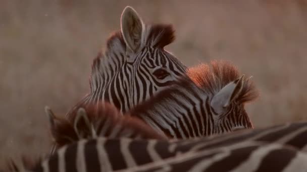 Golden Backlit Medium Shot Zebra Heads Bodies Afrique Sud — Video