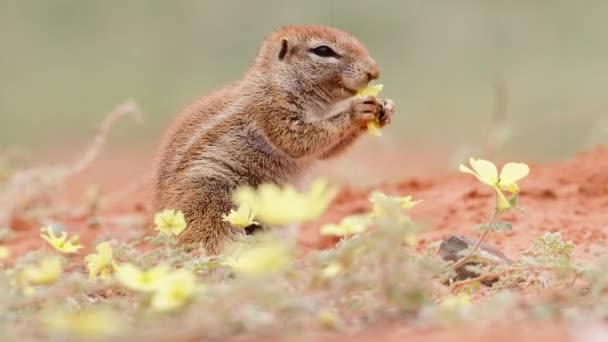 Weitwinkelaufnahme Eines Kapstadhörnchens Das Zeitlupe Blumen Frisst Kalahari Wüste — Stockvideo